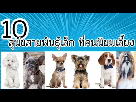 10 สุนัขน่ารัก พันธุ์เล็ก ที่คนนิยมเลี้ยง | Nene Story