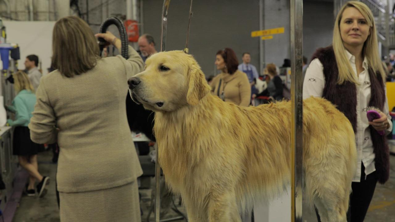 Why Dog Owners Spend Thousands To Compete At Westminster And Elsewhere