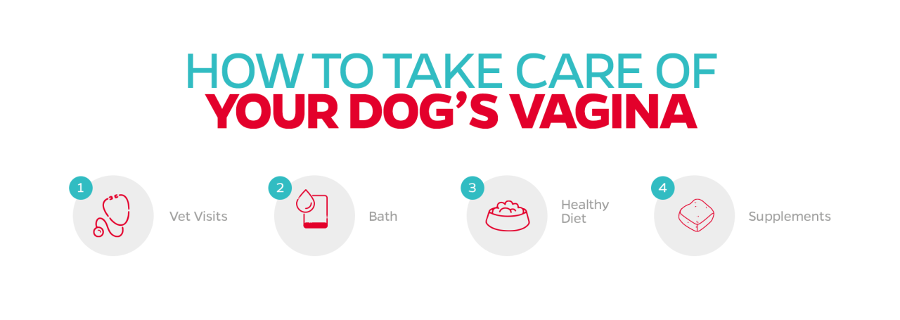 Your Dog'S Vaginal Health Guide | Pet Parents®