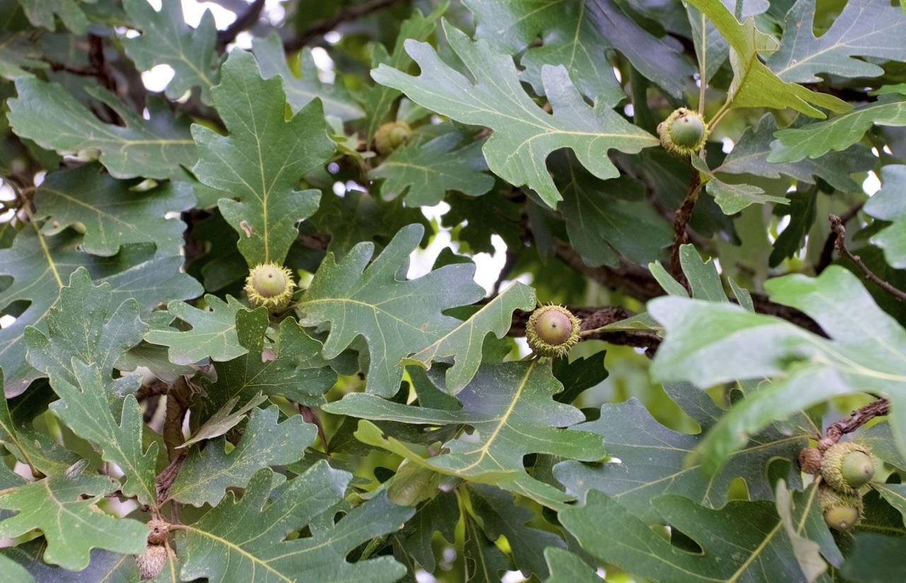 Bur Oak | Tree, Leaf, Bark, & Facts | Britannica