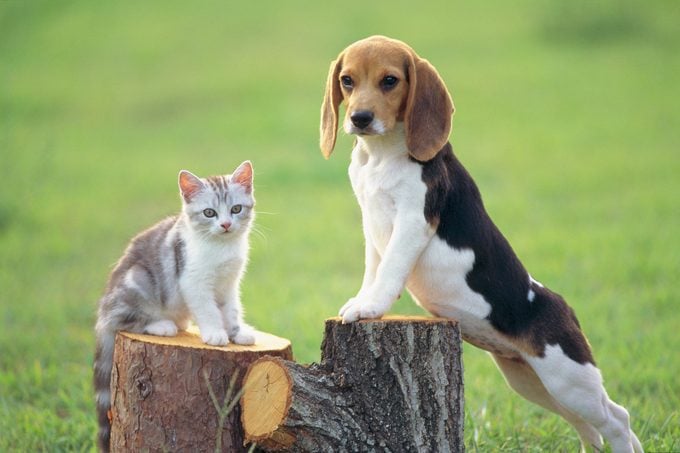 21 Dogs That Are Good With Cats — Best Dog Breeds For Cats | Trusted Since  1922