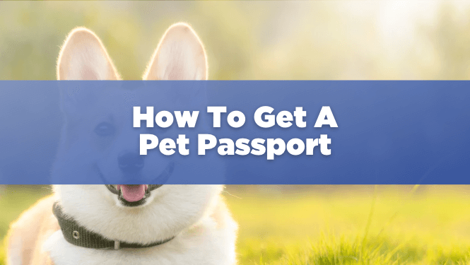How To Get A Pet Passport To Travel With Your Pet - Rush My Passport