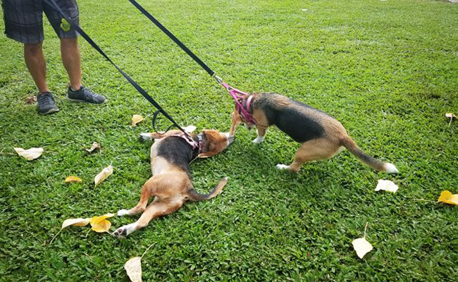 Don'T Pull Your Puppy With His Leash! - Whole Dog Journal