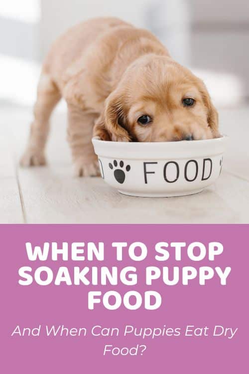 When To Stop Soaking Puppy Food & When Can Puppies Eat Dry Food? - Doodle  Doods
