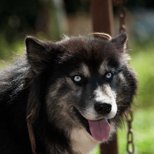 Agouti Husky - Breed Profile & Information - Spiritdog Training