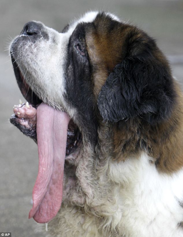 Milo, The St.Bernard From Bangkok With A Large Tongue | Daily Mail Online