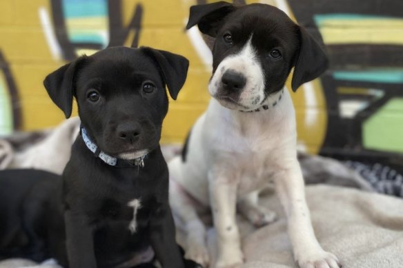 Perth Puppies For Sale: Online Puppy Scams Cost West Australians Big Money