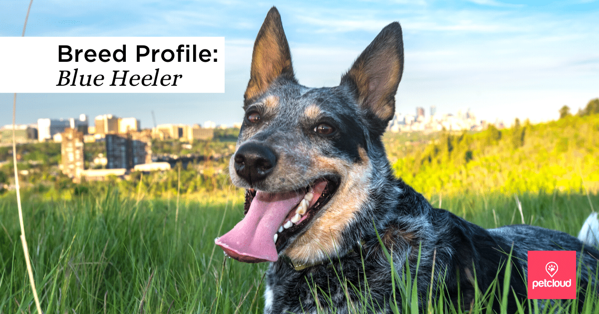 Blue Heelers - Everything You Need To Know