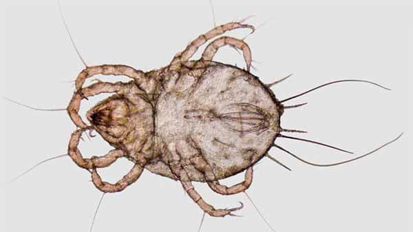 Dust Mite Information & Facts | Everything You Need To Know