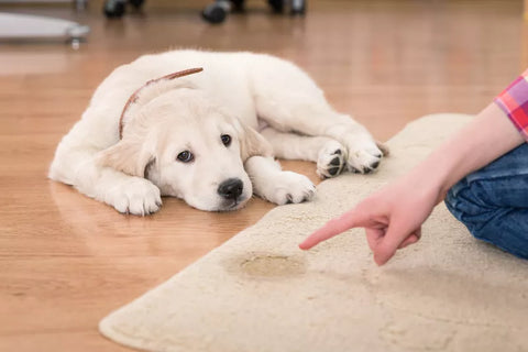 How Long Can Dogs Hold Their Pee? | Pet Parents®