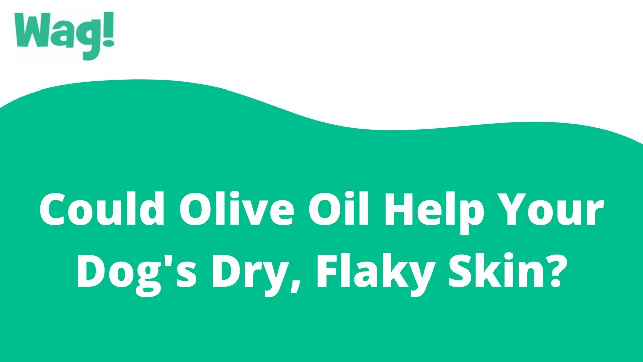 Could Olive Oil Help Your Dog'S Dry, Flaky Skin?