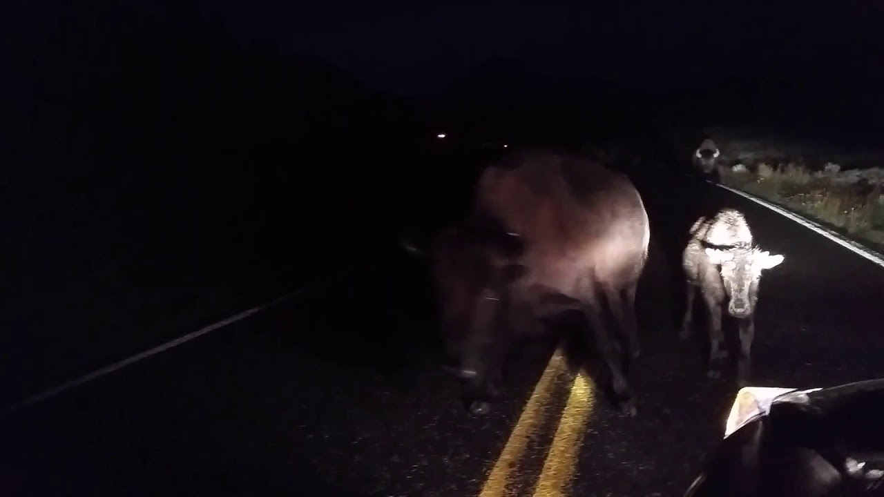 Bison Charges Car Driving Through Yellowstone At Night