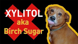 Paws Off Xylitol; It'S Dangerous For Dogs | Fda