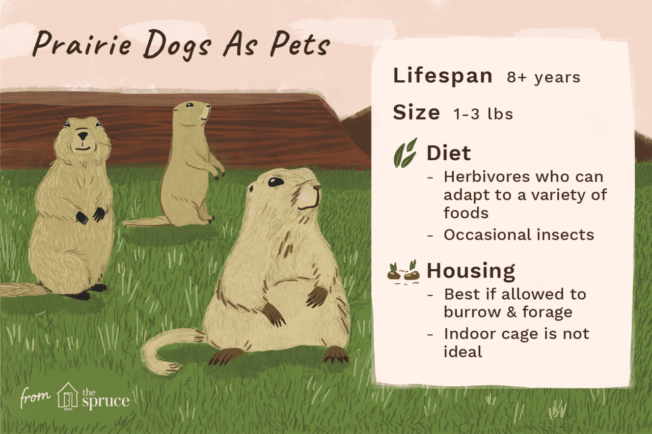 Should You Keep A Prairie Dog As A Pet?