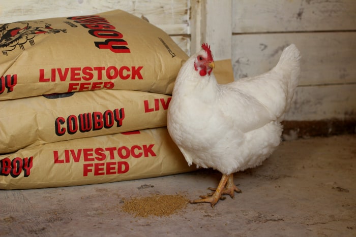How To Save Money On Chicken Feed