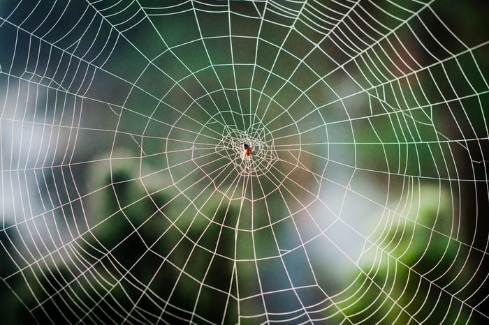 The Most Elaborate Spider Webs Ever Found In Nature | Reader'S Digest
