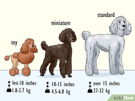3 Ways To Identify A Poodle - Wikihow